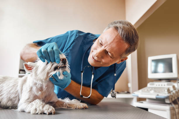 Best Pediatric Emergency Dentist in Mont Clare, PA